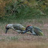 Green woodpeckers